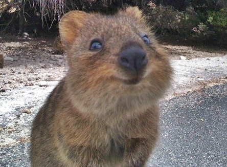 世界一幸せな動物 – オーストラリア 留学