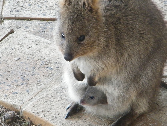 世界一幸せな動物 – オーストラリア 留学